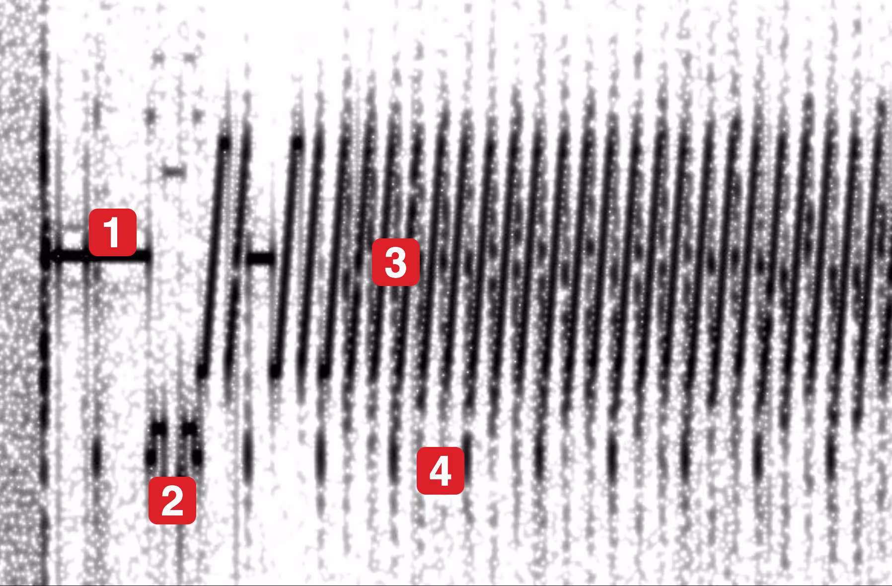 Espectrograma anotado con líder, VIS, líneas de imagen y sincronías SSTV