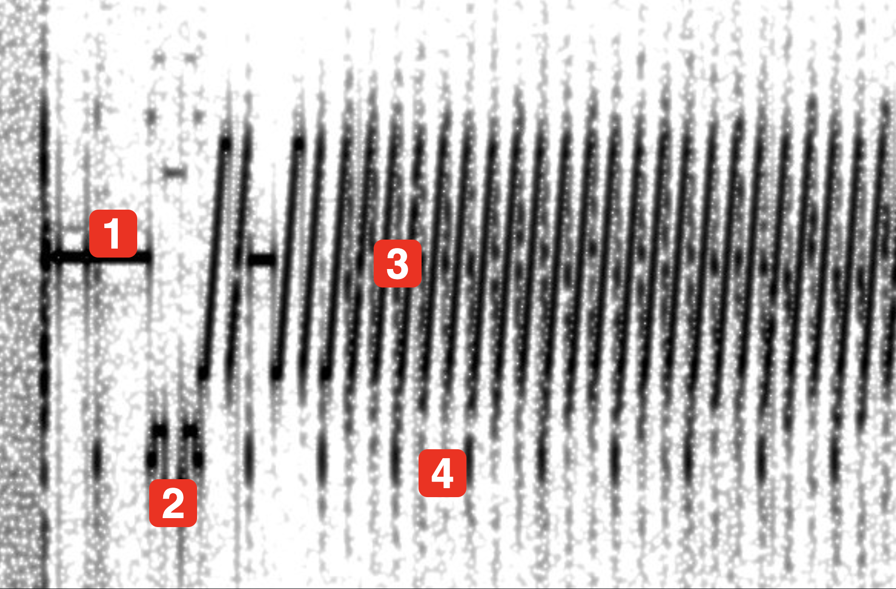 Espectrograma anotado: 1 Líder, 2 VIS, 3 Líneas, 4 Sync
