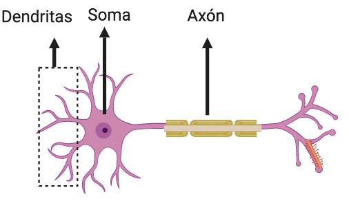 Esquema de una neurona biológica con dendritas, soma, núcleo y axón