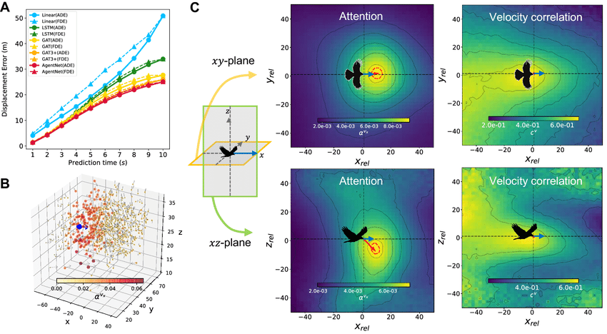 Resultados de AgentNet en bandadas reales de vencejos de chimenea, mostrando errores de desplazamiento, una escena 3D con atención y mapas promedio de atención frente a correlación de velocidades